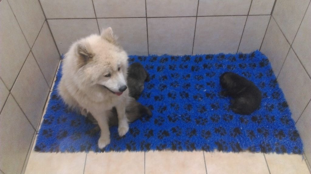 Des Montagnes Eternelles - Eurasier - Portée née le 30/07/2017